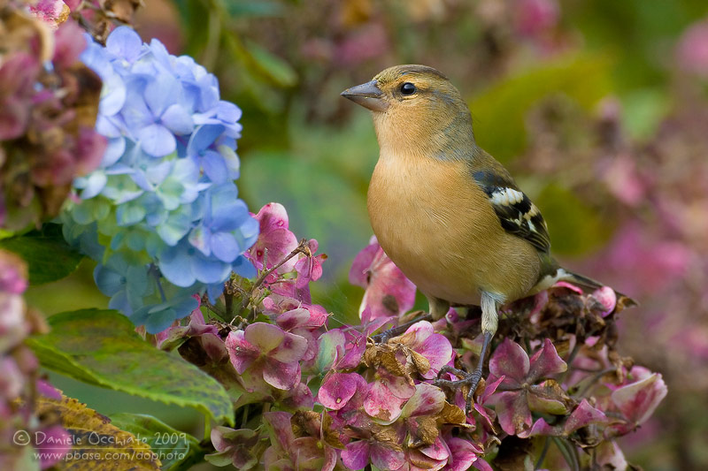 Azores Chaffinch (Fringilla moreletti)