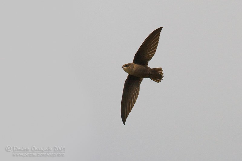 Chimney Swift (Chaetura pelagica)