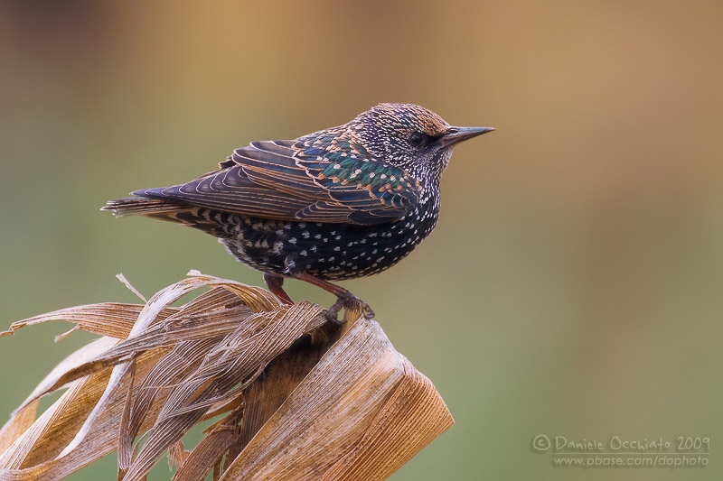 Common Starling (Sturnus vulgaris)