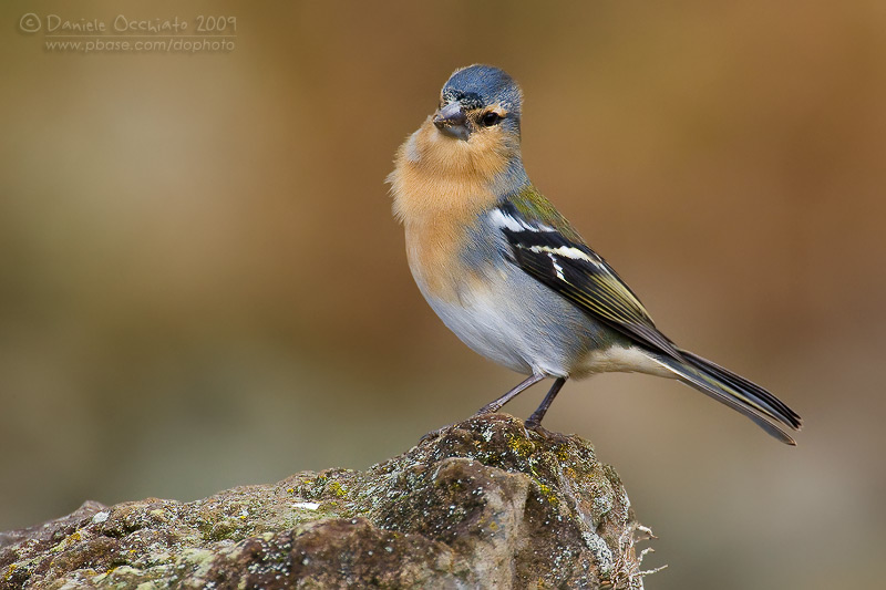 Azores Chaffinch (Fringilla moreletti)