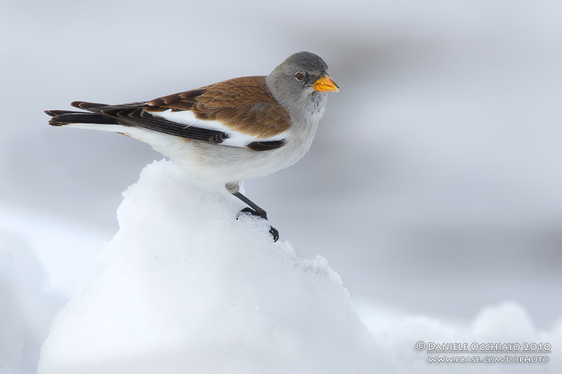 Snowfinch (Montifringilla nivalis)