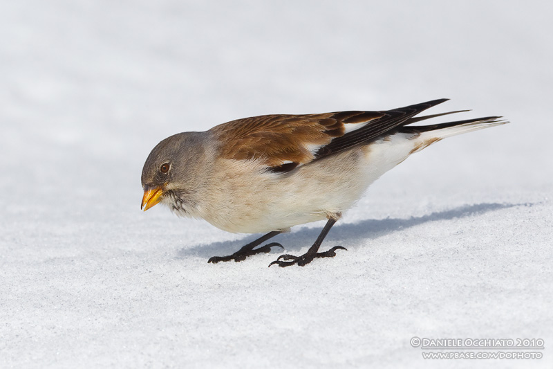 Snowfinch (Montifringilla nivalis)