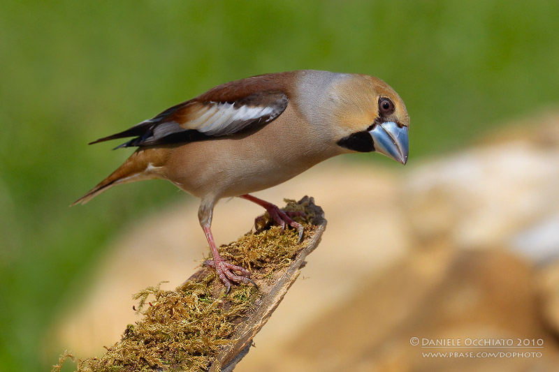 Hawfinch (Coccothraustes coccothraustes)