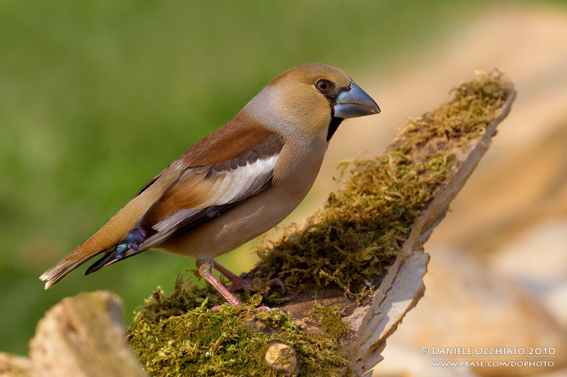 Hawfinch (Coccothraustes coccothraustes)