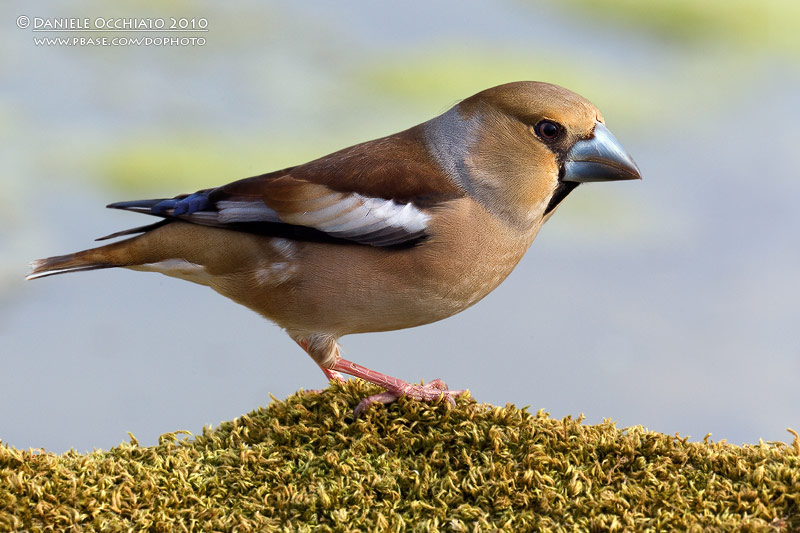 Hawfinch (Coccothraustes coccothraustes)