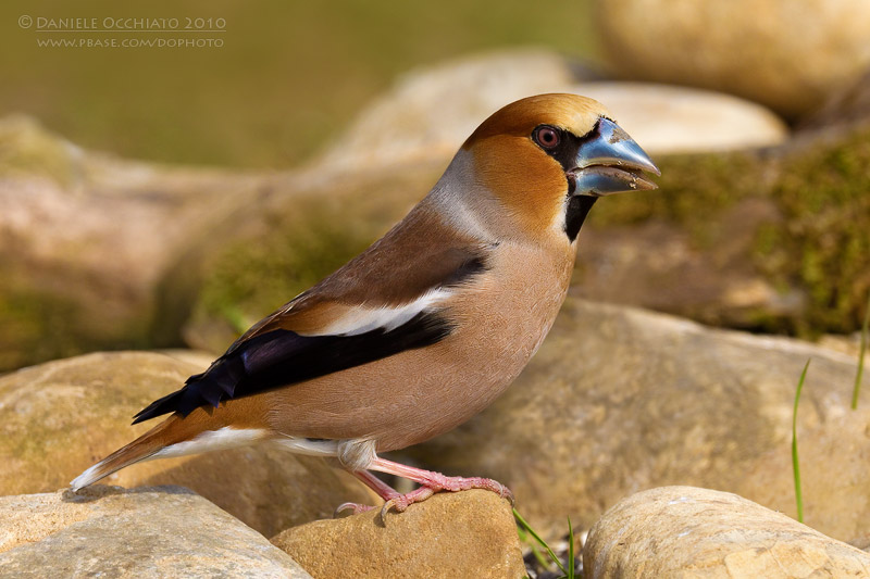 Hawfinch (Coccothraustes coccothraustes)