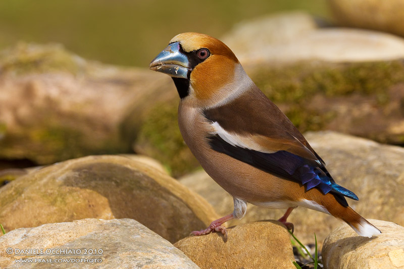 Hawfinch (Coccothraustes coccothraustes)