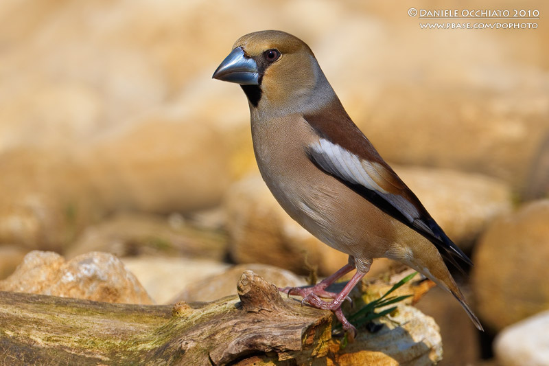 Hawfinch (Coccothraustes coccothraustes)