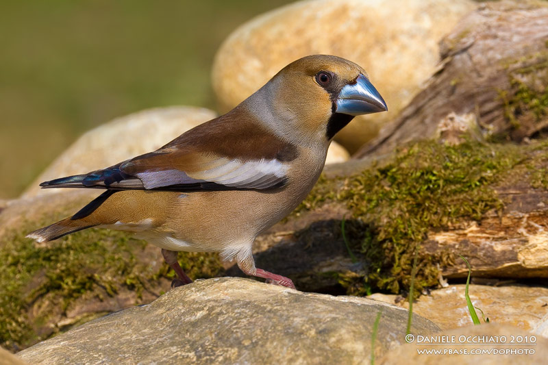 Hawfinch (Coccothraustes coccothraustes)