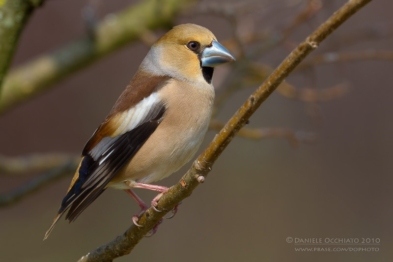 Hawfinch (Coccothraustes coccothraustes)