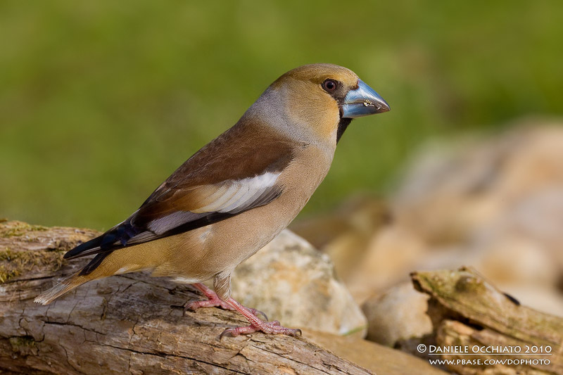 Hawfinch (Coccothraustes coccothraustes)