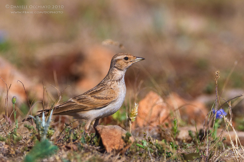 Short-toed Lark (Calandrella brachydactyla ssp artemisiana)