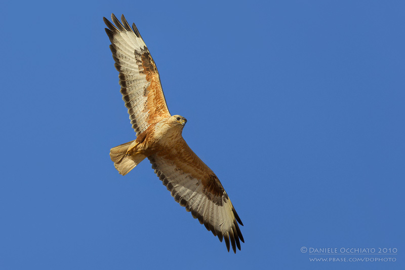 Long-legged Buzzard (Buteo rufinus)