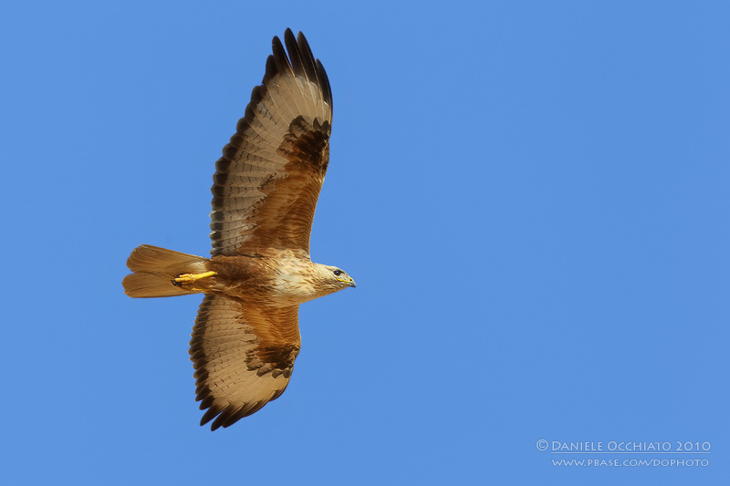 Long-legged Buzzard (Buteo rufinus)