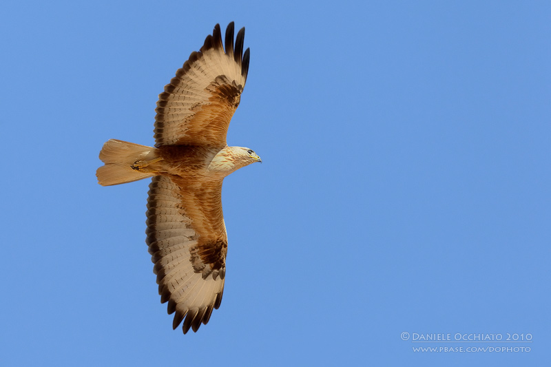 Long-legged Buzzard (Buteo rufinus)