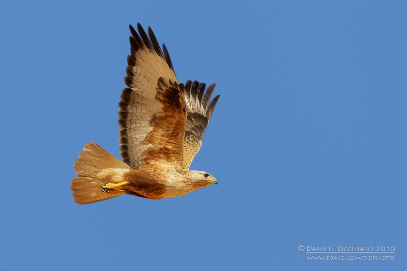 Long-legged Buzzard (Buteo rufinus)