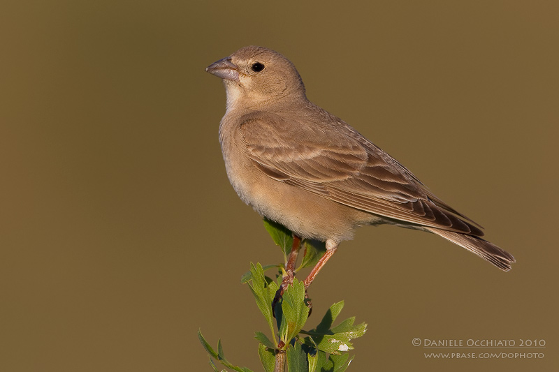 Pale Rock Sparrow (Carpospiza brachydactyla)