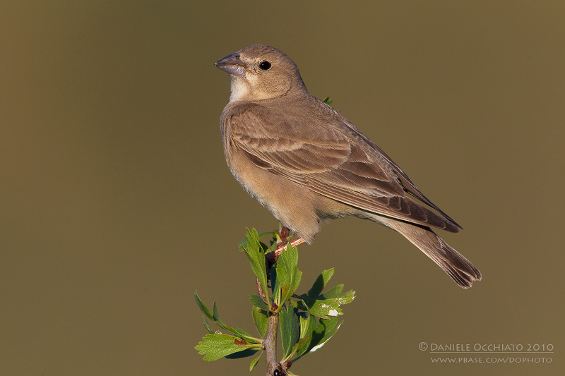 Pale Rock Sparrow (Carpospiza brachydactyla)