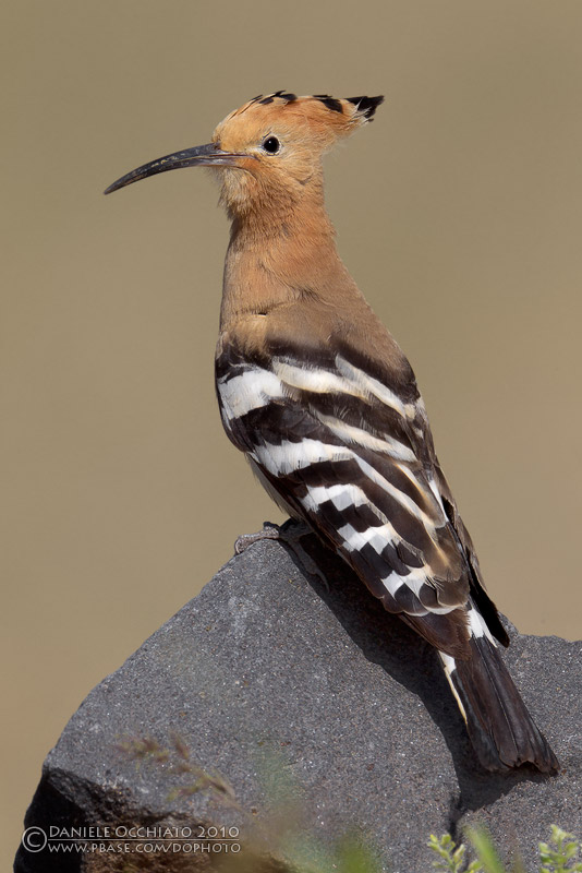 Hoopoe (Upupa epops)