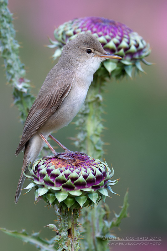Upchers Warbler (Hippolais languida)