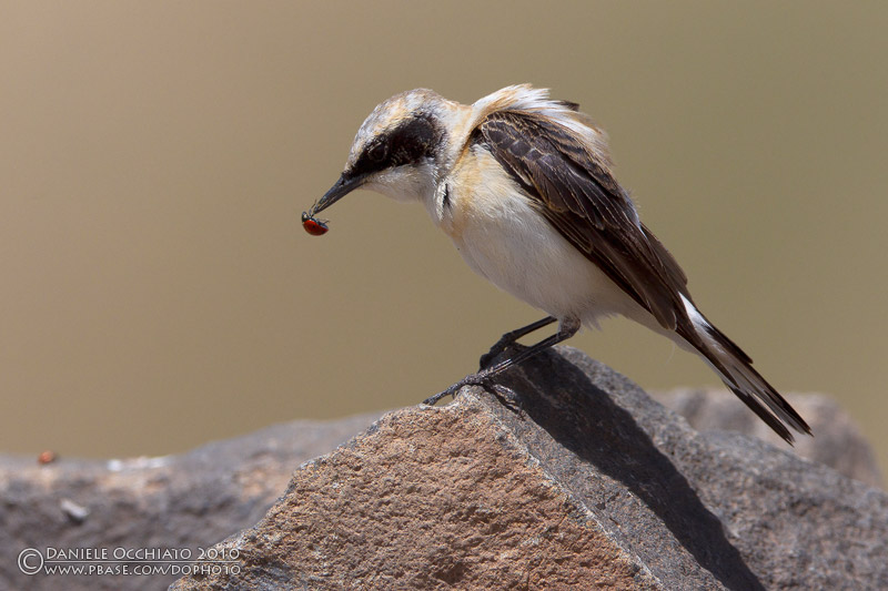 Eastern Black-eared Wheatear (Oenanthe melanoleuca)