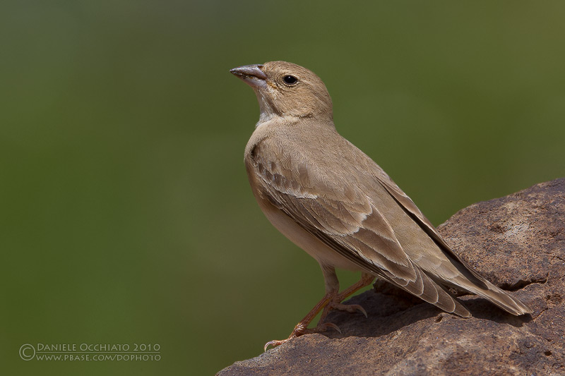 Pale Rock Sparrow (Carpospiza brachydactyla)