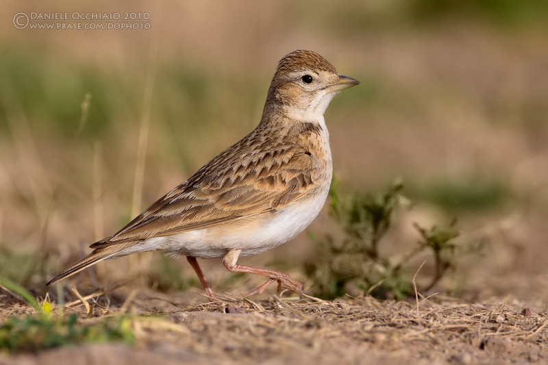 Short-toed Lark (Calandrella brachydactyla ssp waltersi/artemisiana)