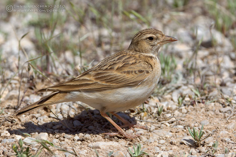 Short-toed Lark (Calandrella brachydactyla ssp waltersi/artemisiana)