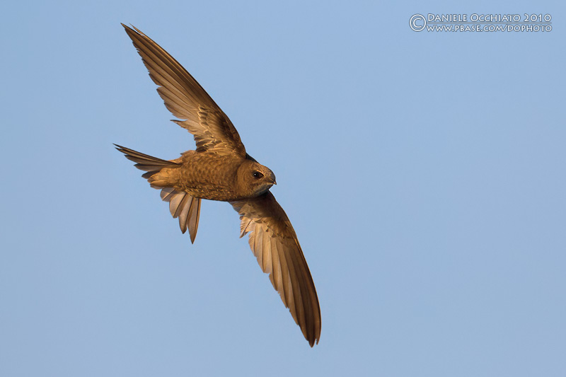 Pallid Swift (Apus pallidus ssp brehemorum)
