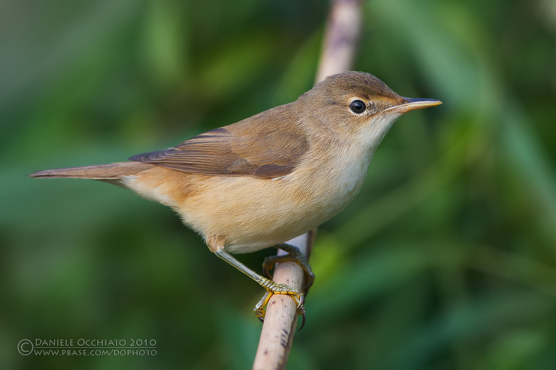 Reed Warbler (Acrocephalus scirpaceus)