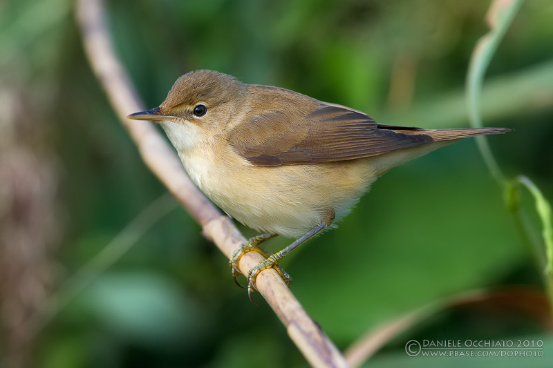 Reed Warbler (Acrocephalus scirpaceus)