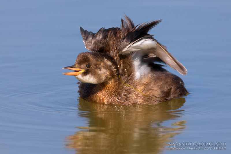 Little Grebe (Tachybaptus ruficollis)