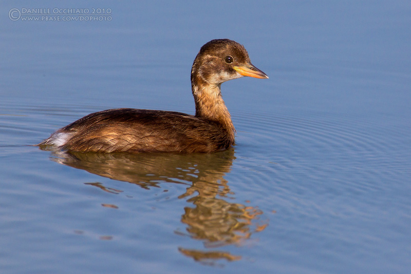 Little Grebe (Tachybaptus ruficollis)