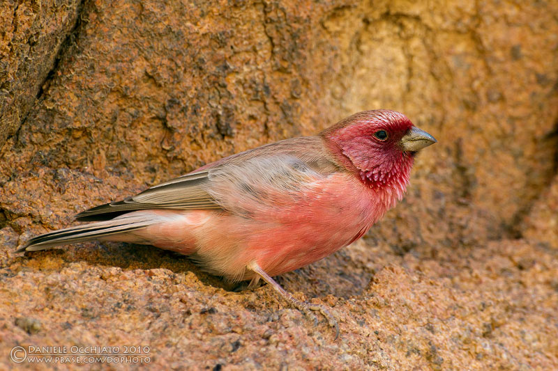 Sinai Rosefinch (Carpodacus synoicus)