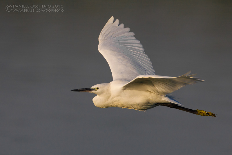 Little Egret (Egretta garzetta)