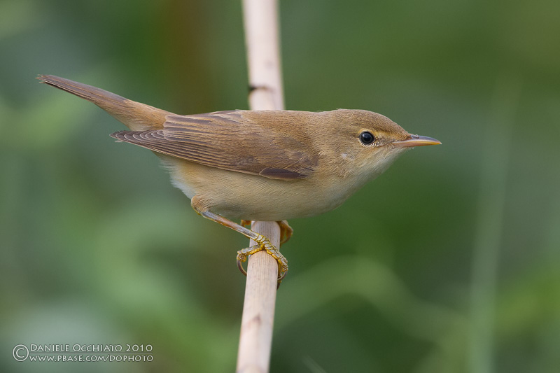 Reed Warbler (Acrocephalus scirpaceus)