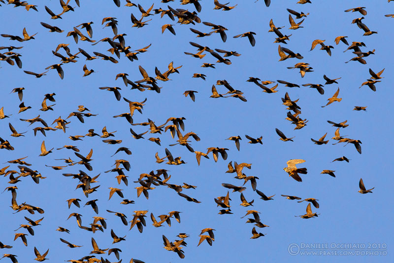 Hobby (Falco subbuteo) and Common Starling (Sturnus vulgaris)