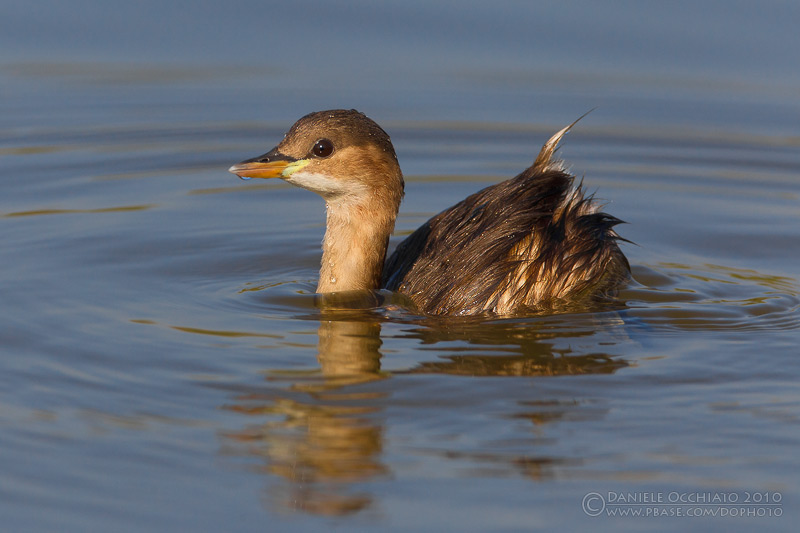 Little Grebe (Tachybaptus ruficollis)
