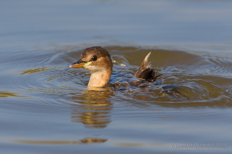 Little Grebe (Tachybaptus ruficollis)