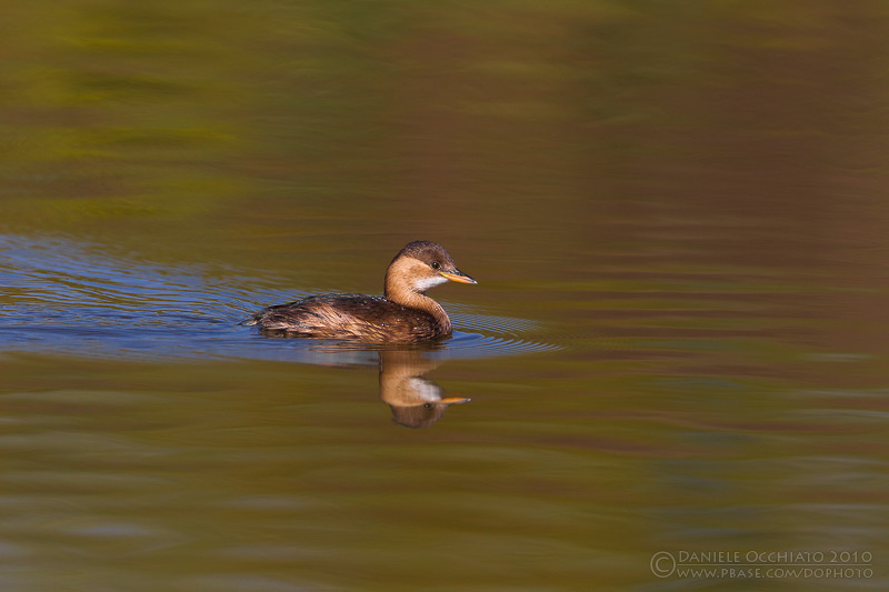Little Grebe (Tachybaptus ruficollis)