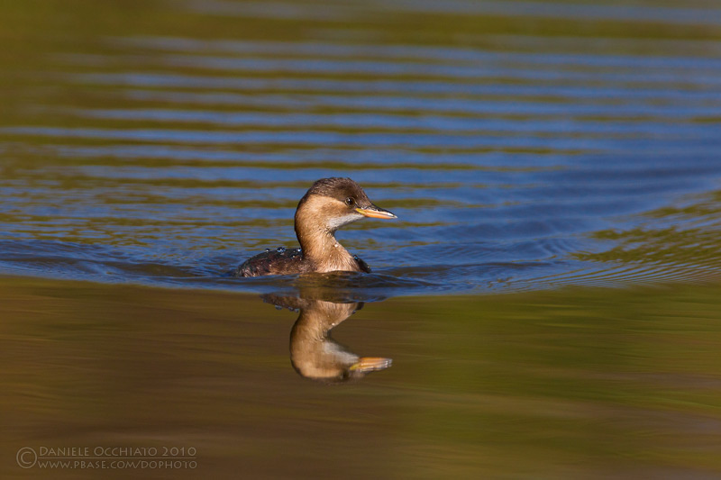 Little Grebe (Tachybaptus ruficollis)