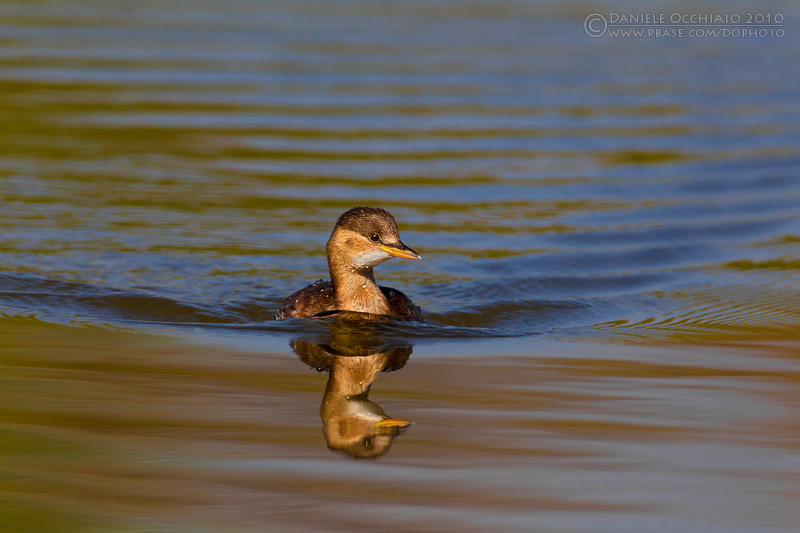 Little Grebe (Tachybaptus ruficollis)