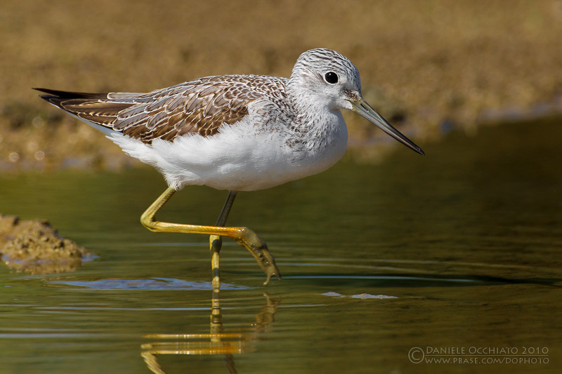 Greenshank (Tringa nebularia)