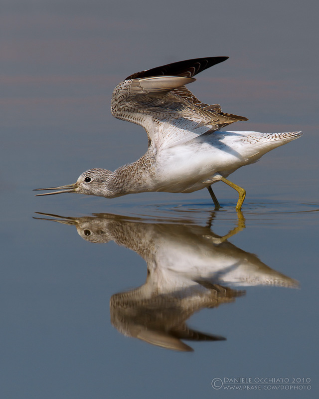 Greenshank (Tringa nebularia)