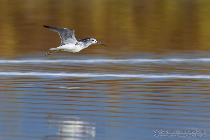 Greenshank (Tringa nebularia)
