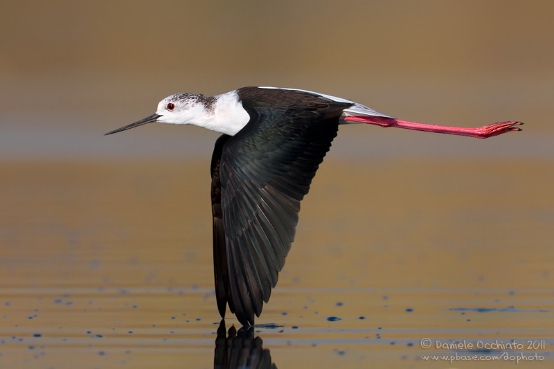 Black-winged Stilt (Himantopus himantopus)