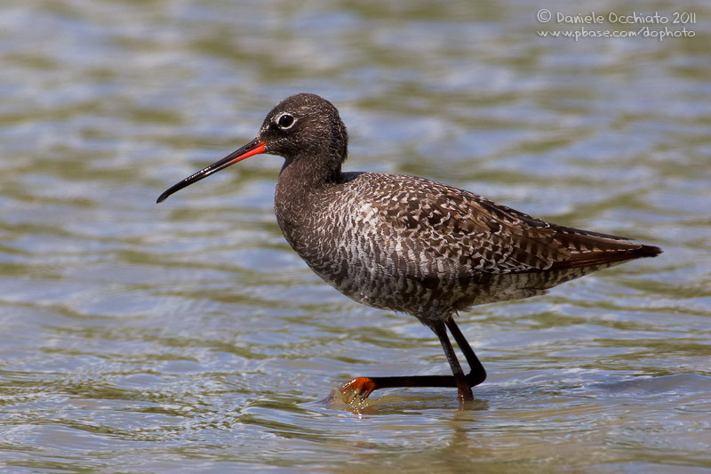 Spotted Redshank (Tringa erythropus)