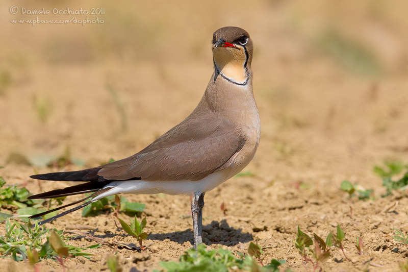 Collared Pratincole (Glareola pratincola)