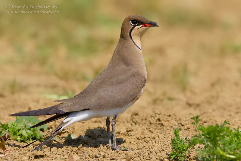 Collared Pratincole (Glareola pratincola)