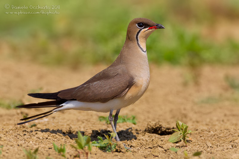 Collared Pratincole (Glareola pratincola)
